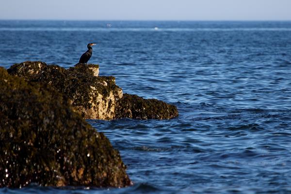 a large black bird with orange throat standing on the rocky coastline