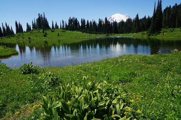 Mount Rainier is in the background with Tipsoo Lake and some flowers in front.