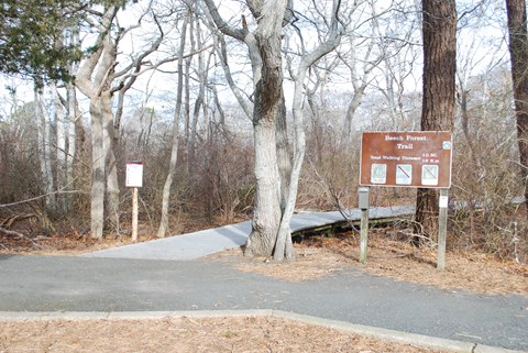 Entrance to the beech forest trail. Boardwalk enters the forest. Brown entrance sign.