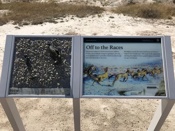 A two-panel exhibit showing illustration of a herd of horse looking beasts and a bronze skull & leg.