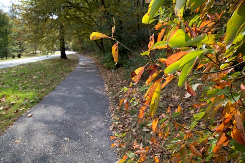 Orange and green autumn leaves line a paved pathway and road