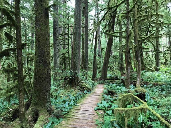 A narrow boardwalk leads through a dense forest with moss-draped trees and numerous plants covering