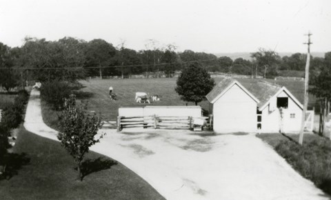 Black and white photo of the farm shed and chicken coop at Sagamore Hill, from the early 1900s.