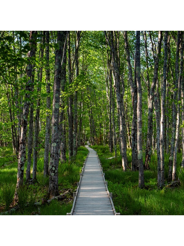 Boardwalk through a forest of white birch trees