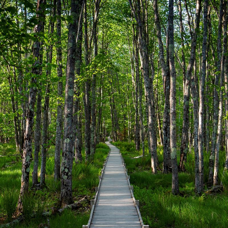Hike Jesup Path and Hemlock Path Loop