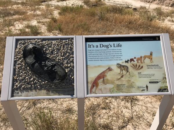 A two-panel exhibit showing illustration of the evolution of hesperocyon and bronze fossil replica.