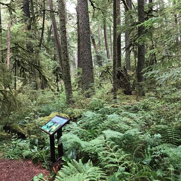 A exhibit panel stands at the edge of a dirt path in a dense forest.