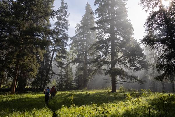 Two people hike through an open forest with sunlight filtering through the morning fog.