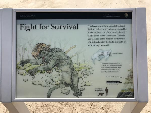 A two-panel exhibit showing illustration of the evolution of nimravid and a bronze skull replica.