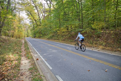 A bicyclist in a blue jersey rides a bicycle on a paved roadway. Green leafy trees grow by the road