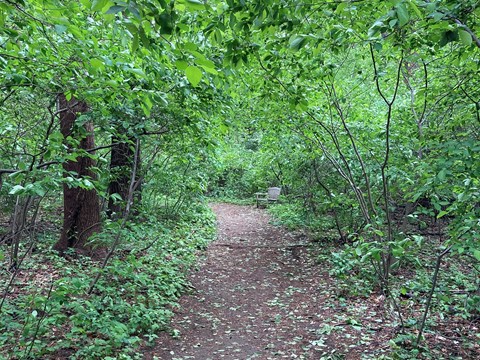A bench sits up-trail along a leafy path