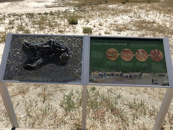 A two-panel exhibit showing illustration of the fossil process and information about oreodonts.