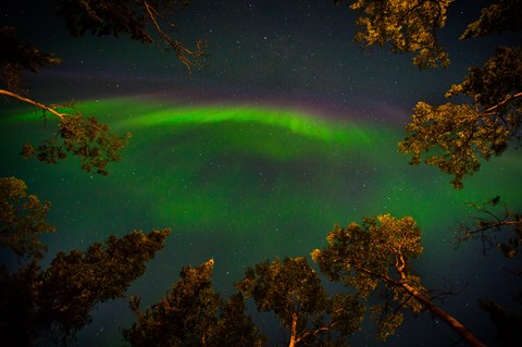 green auroral light in a dark sky, framed by trees