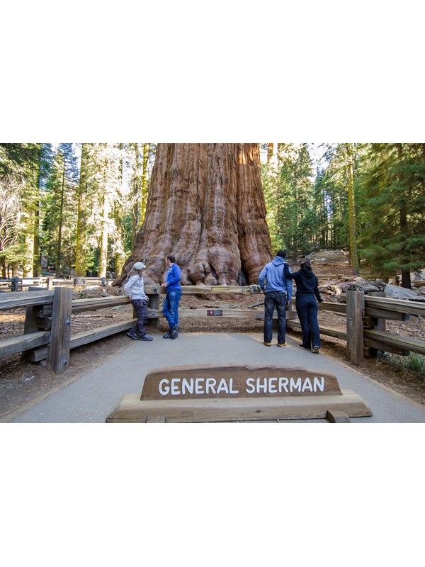 Visitors stand in front of a massive sequoia tree.
