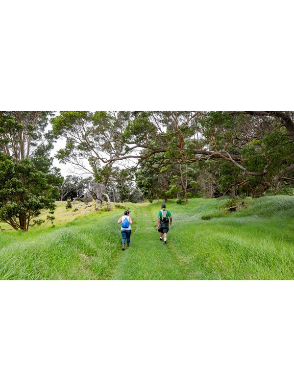 Hikers on a scenic trail surrounded by ʻōhia trees.