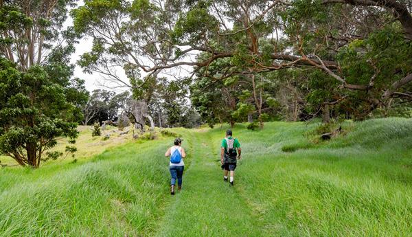 Hikers on a scenic trail surrounded by ʻōhia trees.