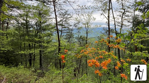 Flame azaleas, green undergrowth, and trees in foreground of a distant mountain view under clouds.
