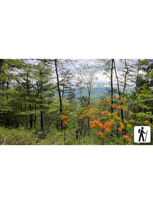 Flame azaleas, green undergrowth, and trees in foreground of a distant mountain view under clouds.