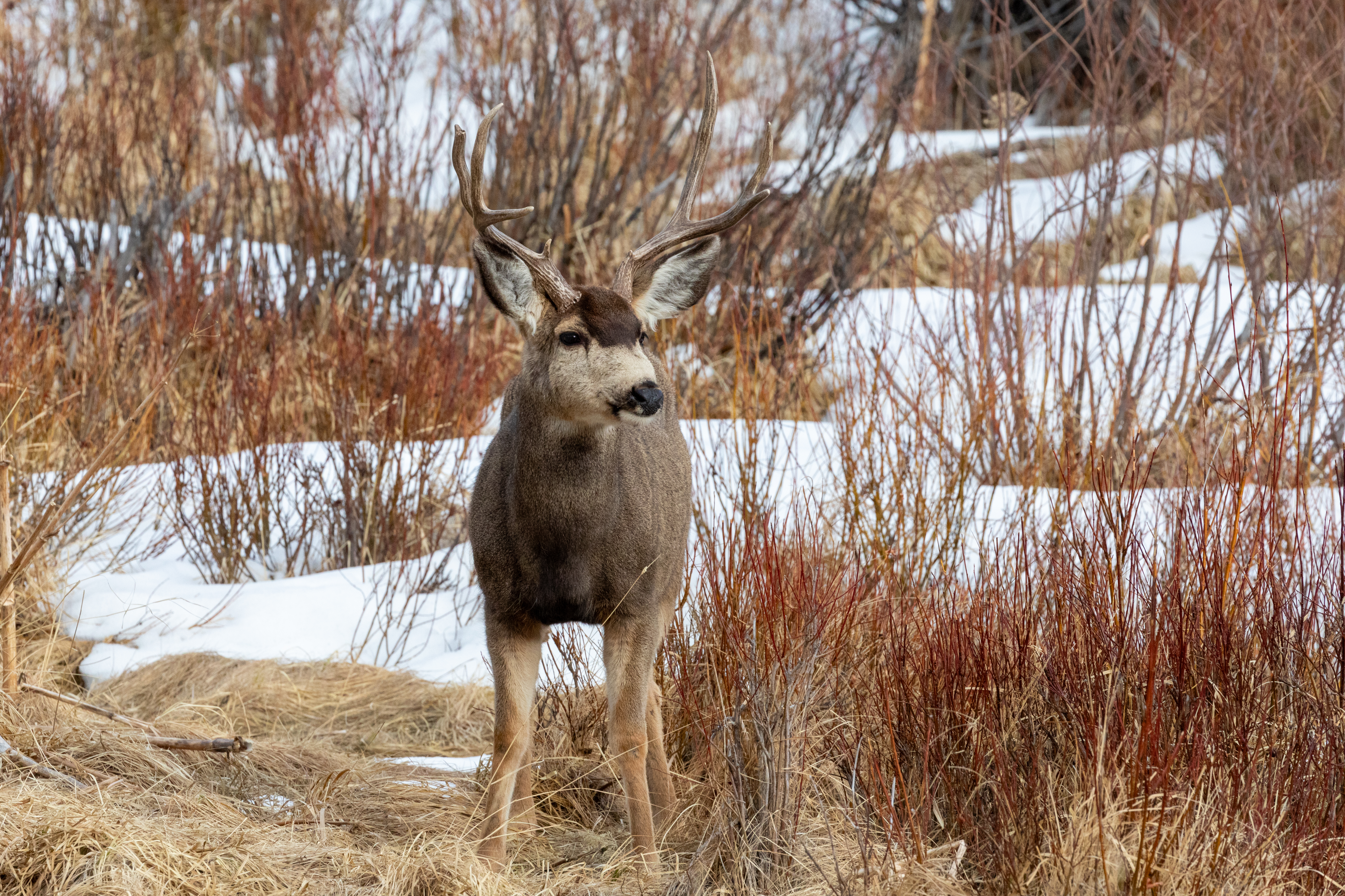Mule deer with patches of snow