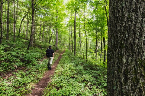 A hiker walks down a trail with a large tree trunk in the foreground.