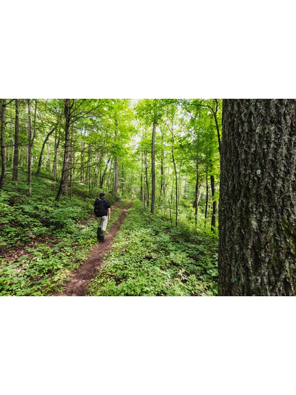 A hiker walks down a trail with a large tree trunk in the foreground.