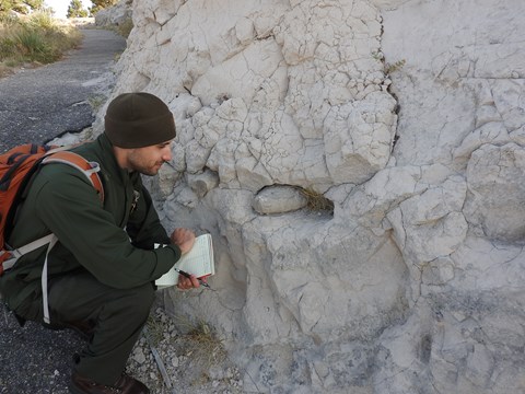 A park ranger takes a close look at concretions of limestone embedded in sandstone.