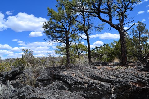 Trees grow on rugged black lava