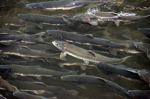 Many large, speckled fish schooling in shallow water