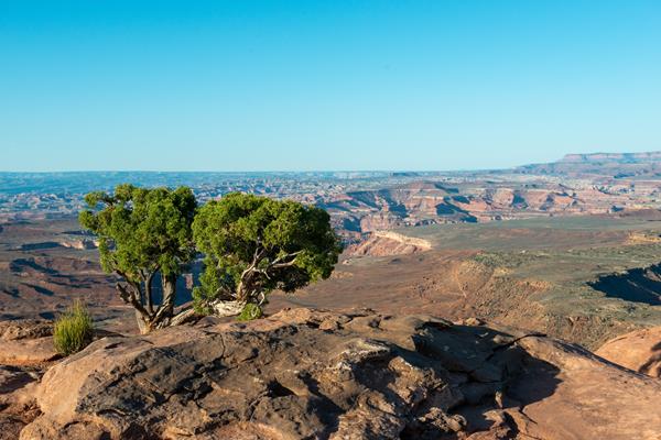A juniper tree sits at the edge of a canyon overlooking sweeping canyon views.