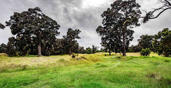 Trail through pastureland with old ʻōhiʻa trees.