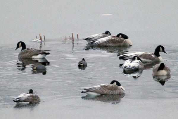 Canada Geese on a frosty lake in winter
