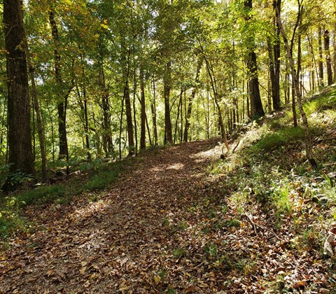 a leafy path leading through a green forest with large trees