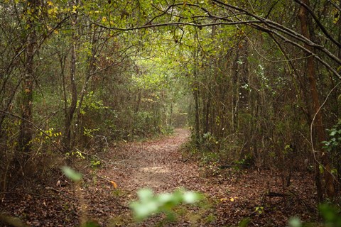 A trail leads through a forest of dense green shrubs and trees.