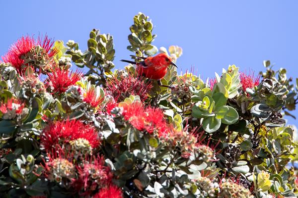 Red ʻapapane bird in an ʻōhiʻa tree