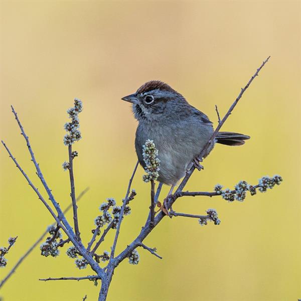 A small bird with a brown crown, brown eyeline, and black line on the chin sits on a small limb.