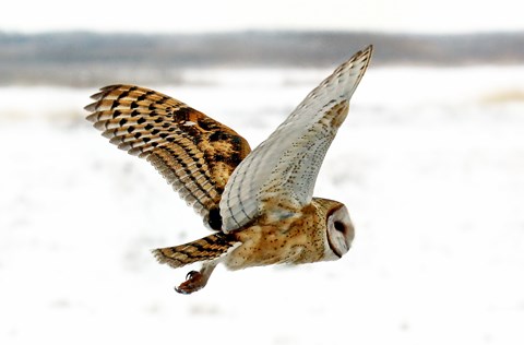 Owl in flight, snow in the backdrop.