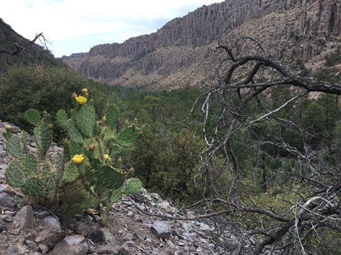 Cactus in front of large canyon
