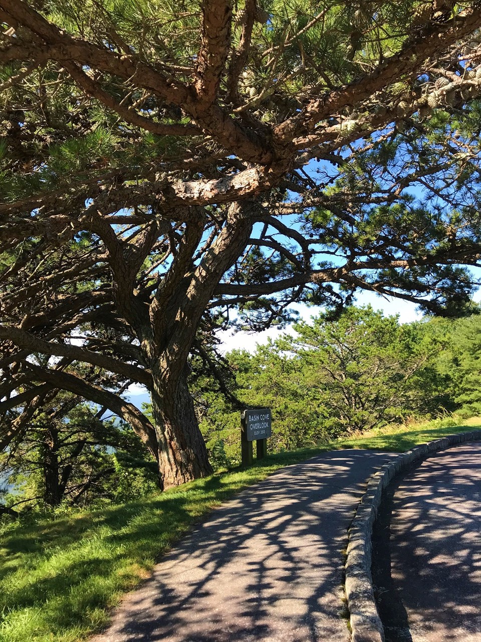 a long sidewalk is shaded by a large juniper tree