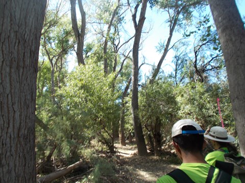 forested trail with hikers in foreground