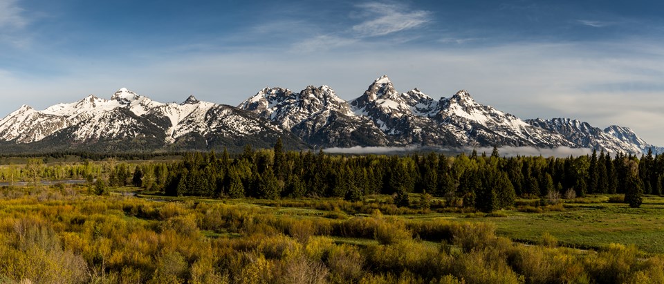 A meadow, conifer forest, mountains and blue sky.