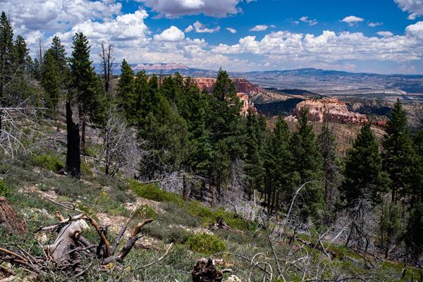 A forested slope foreground with red rock cliffs and plateaus beyond