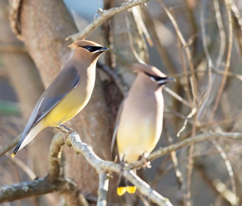 Two birds with yellow bellies and a black eye line perch on bare tree branches in the winter.