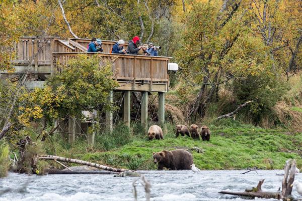 People on an elevated platform watch several bears below