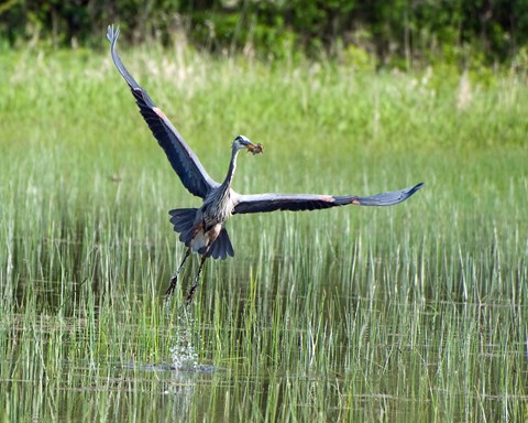 A great blue heron flying through a grass filled lake