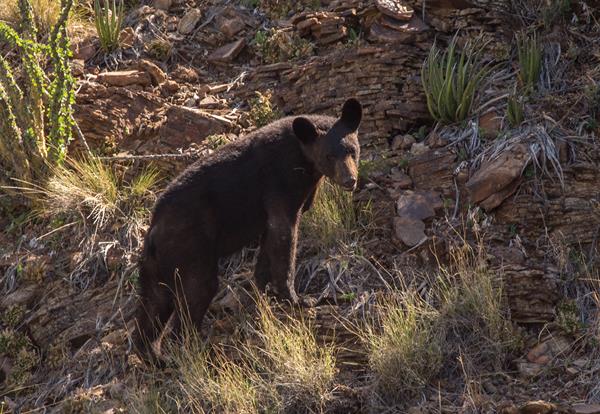 A medium-size black bear stands on a rocky hillside, looking back at the camera.