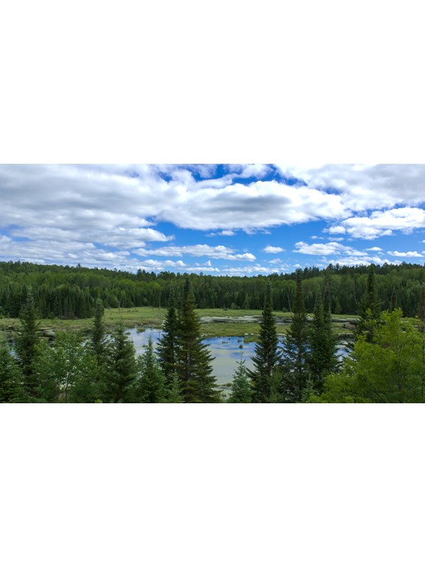 Beaver pond surrounded by trees, reflecting a blue and cloudy sky.