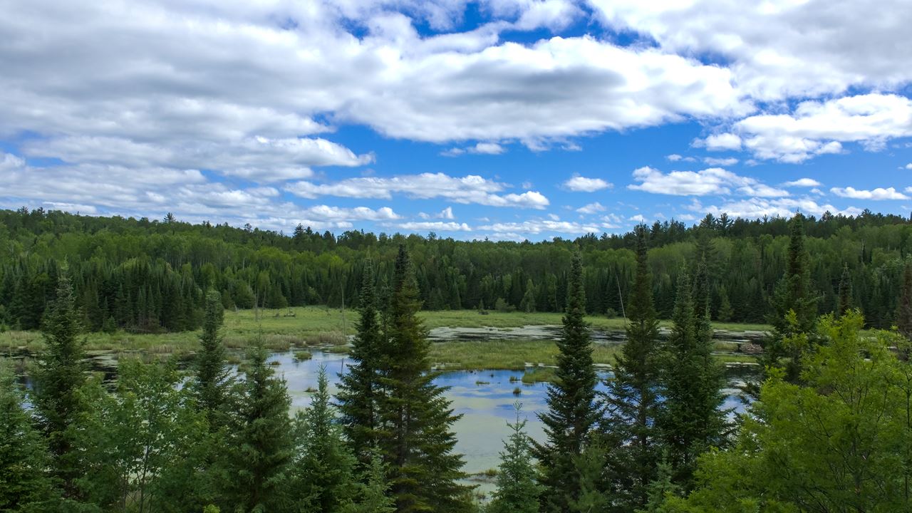 Beaver Pond Overlook Trail