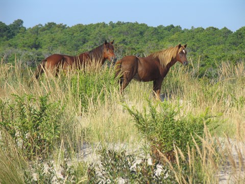 Horses graze on beach grass