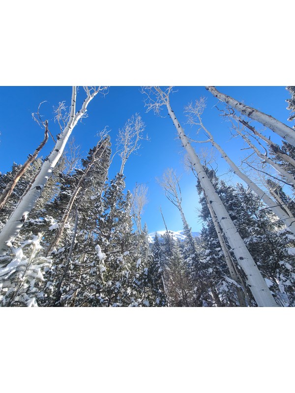Tall white aspen trees with bare branches frame snowy mountain peaks in the near distance.