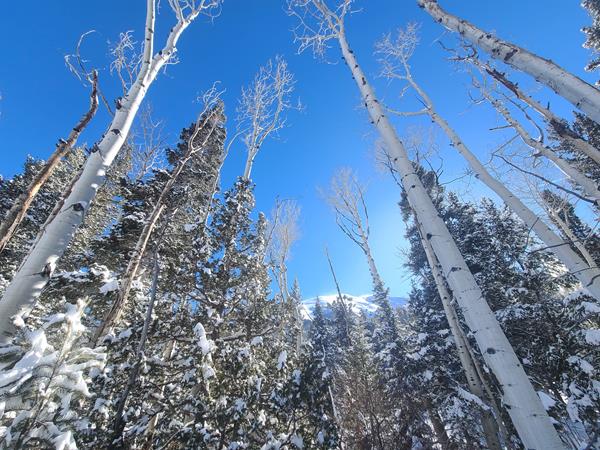 Tall white aspen trees with bare branches frame snowy mountain peaks in the near distance.